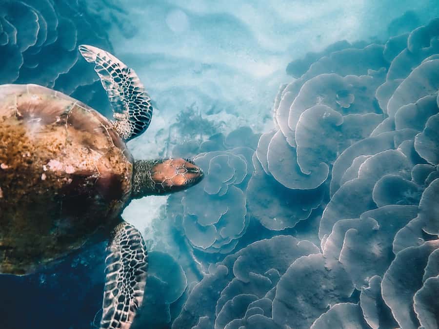 Magnetic Island: Snorkel Discovery Tour - Whale watching bonus in July to September