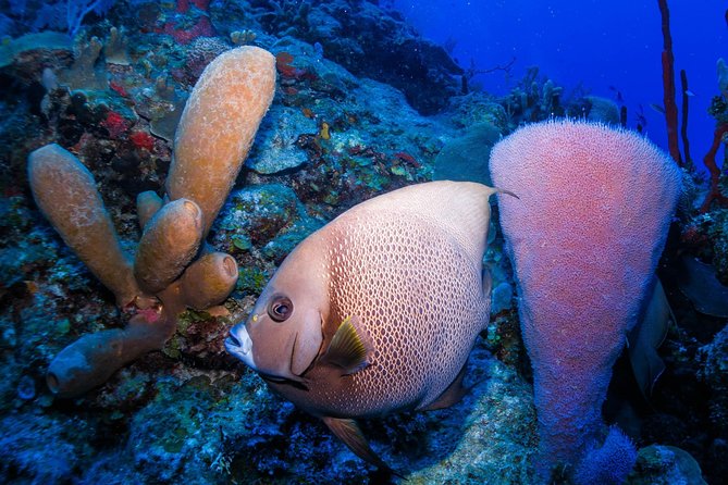 Mahahual Snorkeling Adventure: Turtle Encounter - Turtle spotting: how to think about your odds