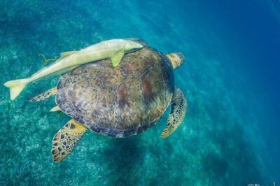 Mahahual Snorkeling Adventure: Turtle Encounter - Your 90 minutes: the real schedule on water