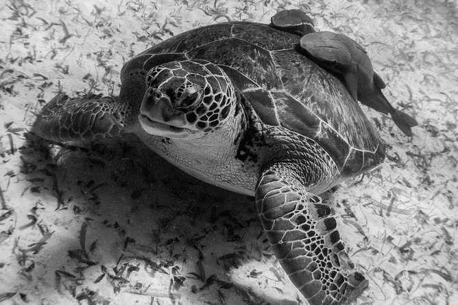 Mahahual Snorkeling Adventure: Turtle Encounter - Your guides matter more than you think (names you might hear)
