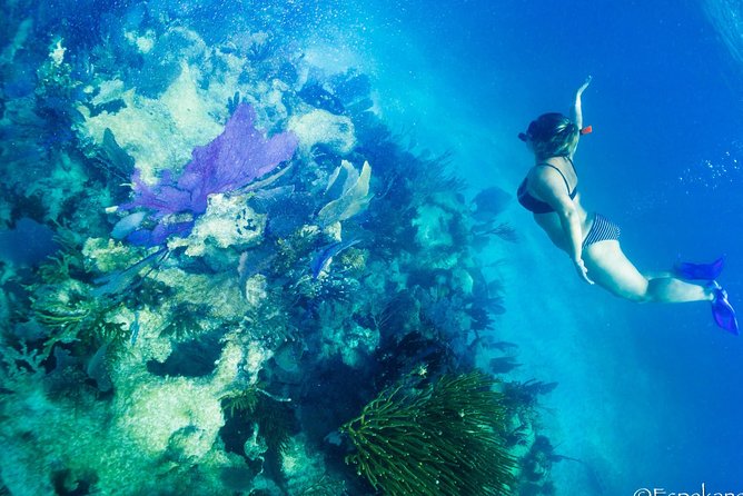Mahahual Snorkeling Adventure: Turtle Encounter - Price and value: $32 for two reef areas and a turtle-focused plan
