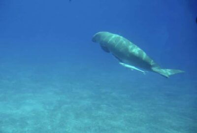 Makadi Bay: Royal Seascope Submarine Cruise & Snorkel stop - The boat portion: quick transfer and a chance for marine sights