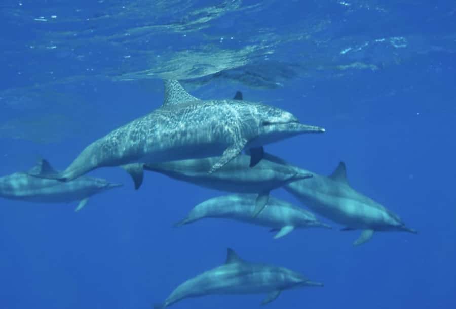 Makadi Bay: Royal Seascope Submarine Cruise & Snorkel stop - Price and value: is $19 a good deal?