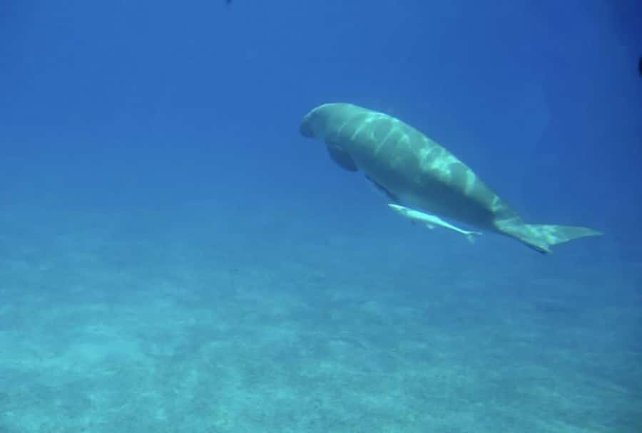 Makadi Bay: Royal Seascope Submarine Cruise & Snorkel stop - The boat portion: quick transfer and a chance for marine sights
