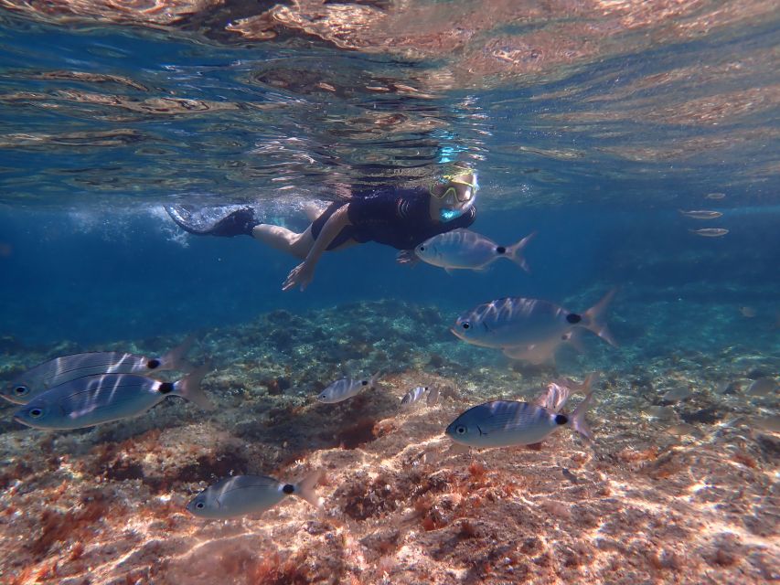 Mallorca: Snorkeling in a Beautiful Nature Reserve - Should You Book This Mallorca Snorkeling Experience?