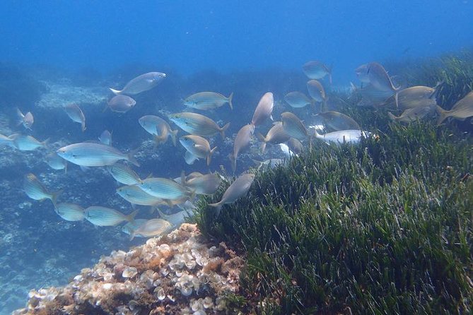 Mallorca: Snorkeling in a Beautiful Nature Reserve - First Steps in Mallorca’s Nature Reserve: Easy Snorkeling That Doesn’t Feel Rushed