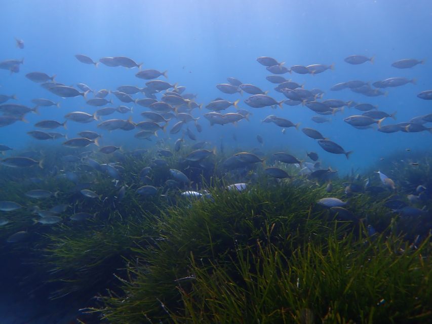 Mallorca: Snorkeling in a Beautiful Nature Reserve - The 3.5 Hours Plan: A Calm Flow You Can Actually Follow