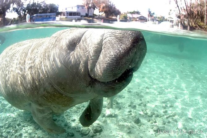 Manatee Snorkel Small Group Tour - Crystal River Manatees: What Makes This Tour Actually Work