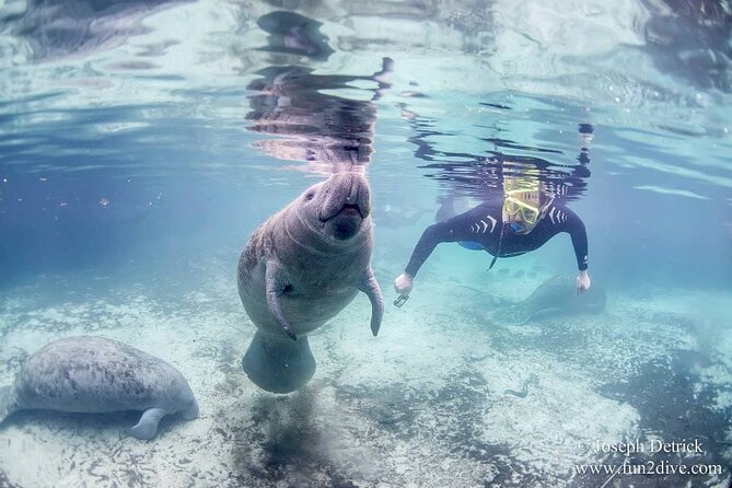 Manatee Snorkel Small Group Tour - Price and What You’re Really Getting for It