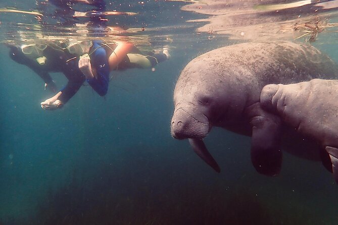 Manatee Snorkel Tour from American Pro Diving Center - Manatee Etiquette and Conservation Rules That Matter
