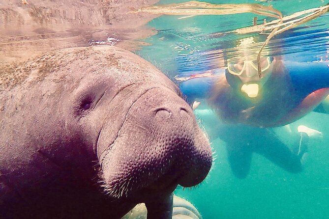 Manatee Snorkel Tour from American Pro Diving Center - The Full Route: From Crystal River to King’s Bay Park