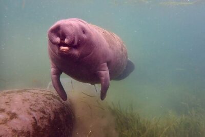 Manatee Snorkel Tour from American Pro Diving Center - The Boat Ride: A Calm Way to Reach the Springs