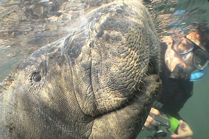 Manatee Snorkel Tour from American Pro Diving Center - Gear and Wetsuits: Comfort Is Part of Seeing Clearly