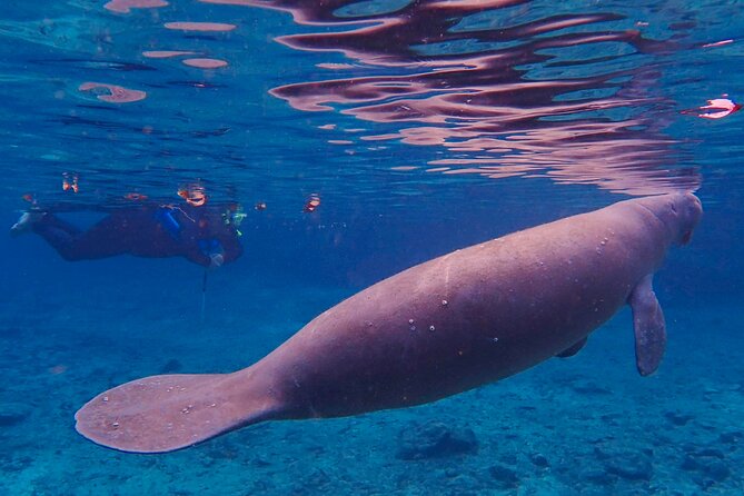 Manatee Snorkel Tour from American Pro Diving Center - Crowds and Water Clarity: How to Set Expectations