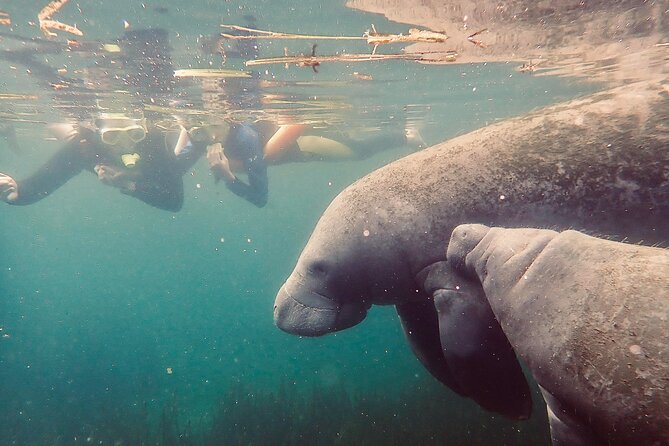 Manatee Snorkel Tour from American Pro Diving Center - Price and Value: Is $65 a Good Deal?