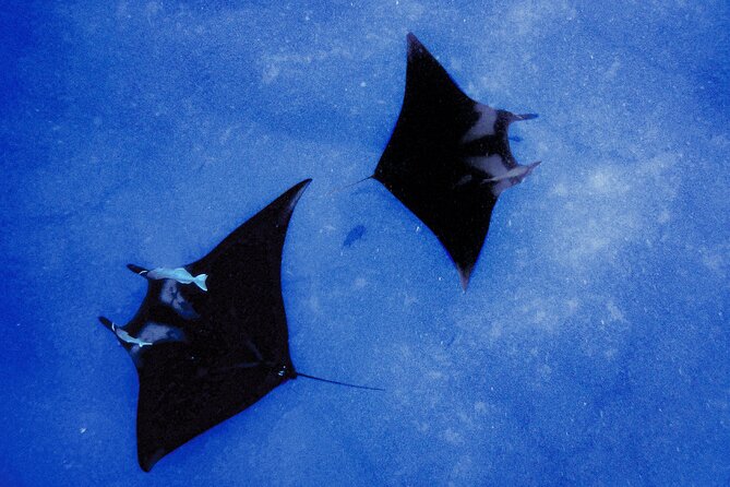 Manta Magic: Small-Group Manta Ray Night Snorkel in Kailua Kona - Keauhou Harbor at sunset: why the timing works