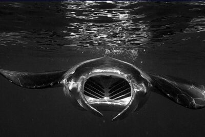 Manta Magic: Small-Group Manta Ray Night Snorkel in Kailua Kona - The light board system: how you get mantas close