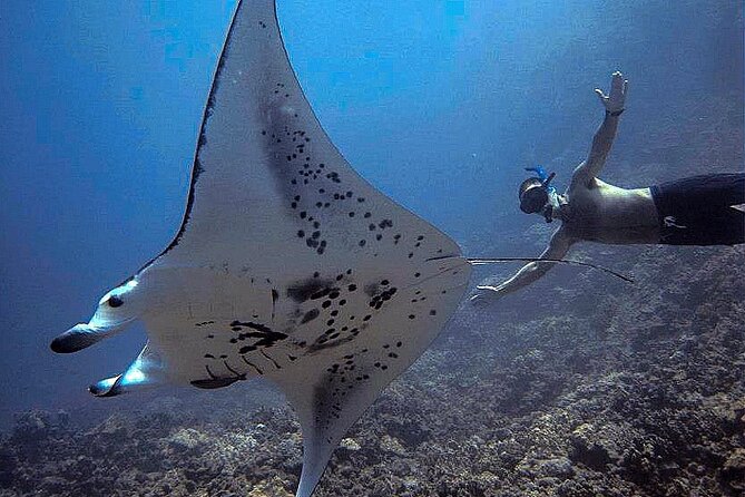 Manta Magic: Small-Group Manta Ray Night Snorkel in Kailua Kona - What actually happens on the water: intro to the manta ballet