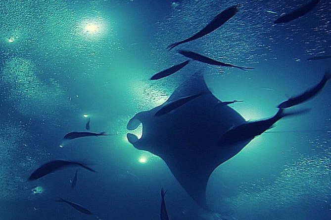 Manta Magic: Small-Group Manta Ray Night Snorkel in Kailua Kona - Choppy water, motion sickness, and the real comfort checklist