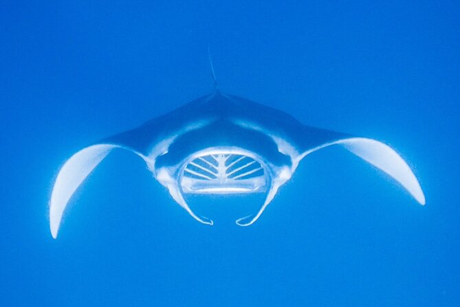 Manta Magic: Small-Group Manta Ray Night Snorkel in Kailua Kona - Who should book this manta ray night snorkel