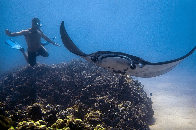 Manta Magic: Small-Group Manta Ray Night Snorkel in Kailua Kona - Price and value: what $145 buys you