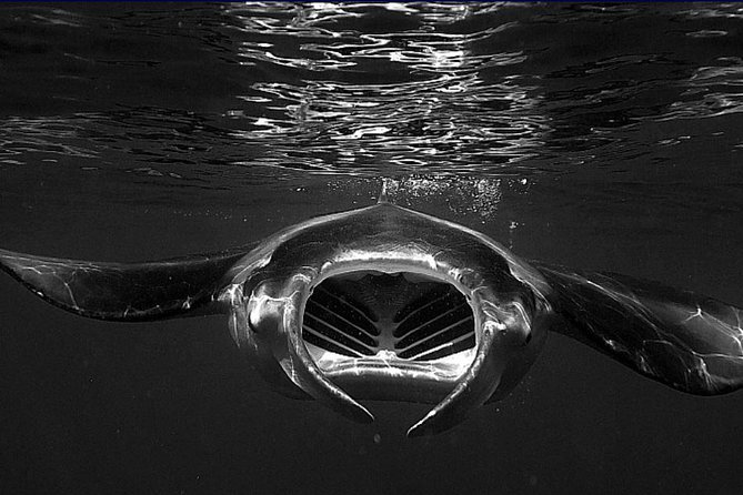 Manta Magic: Small-Group Manta Ray Night Snorkel in Kailua Kona - The light board system: how you get mantas close
