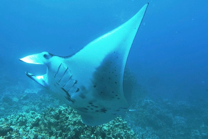 Manta Ray Night Snorkel at Kona, Big Island - Why Keauhou Bay After Dark Changes Everything