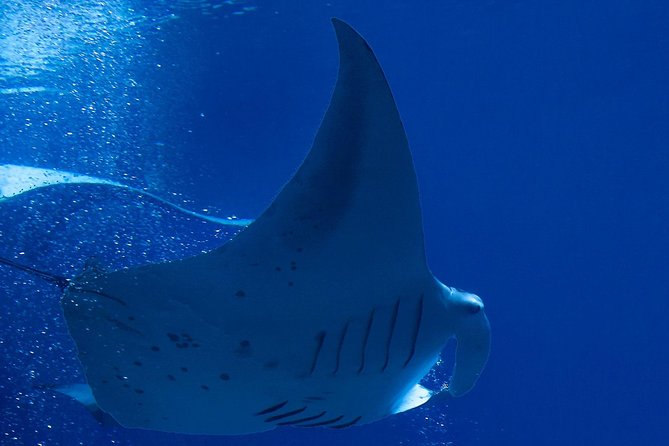 Manta Ray Night Snorkel at Kona, Big Island - Gear Included (And the No-Fins Setup)