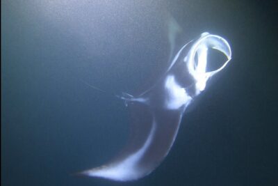 Manta Ray Night Snorkel at Kona, Big Island - Entering the Night Water: What the Guides Have You Do