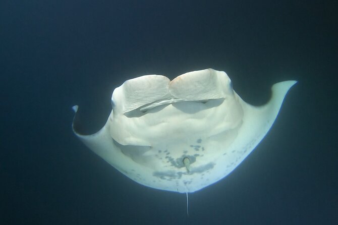 Manta Ray Night Snorkel at Kona, Big Island - Seasickness and Ocean Conditions: The Main Thing to Plan For