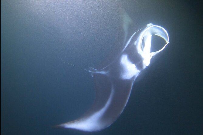 Manta Ray Night Snorkel at Kona, Big Island - Entering the Night Water: What the Guides Have You Do