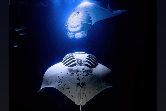 Manta Ray Night Snorkel Experience of a Lifetime - From Honokohau Harbor to Manta Heaven or Manta Village