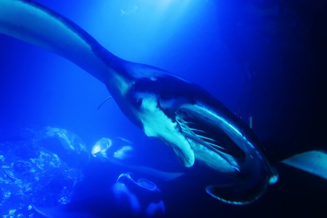Manta Ray Night Snorkel Experience of a Lifetime - Who Should Book This Manta Ray Night Snorkel