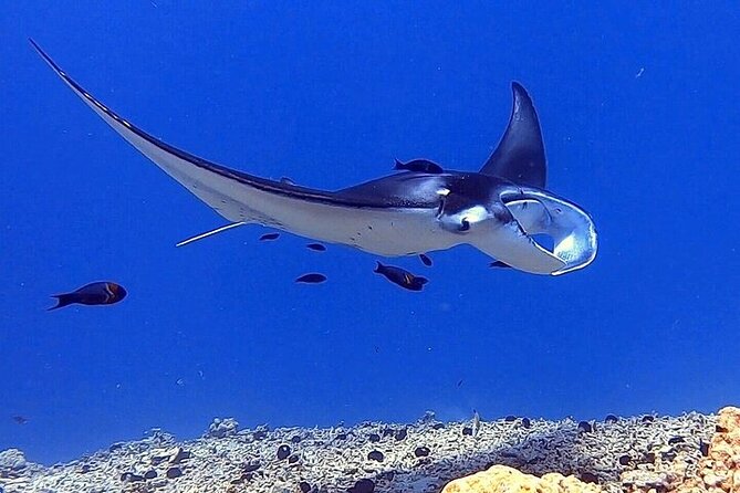Manta Ray Night Snorkel Experience of a Lifetime - My Call: Should You Book This Tour?