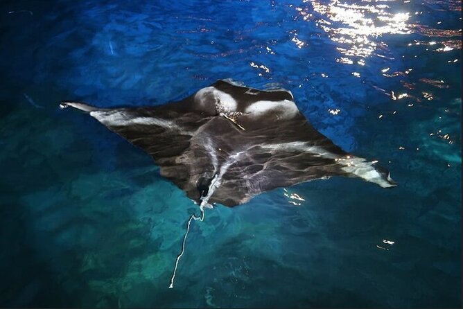 Manta Ray Night Snorkel Experience of a Lifetime - The Light Board Setup: How You End Up Close