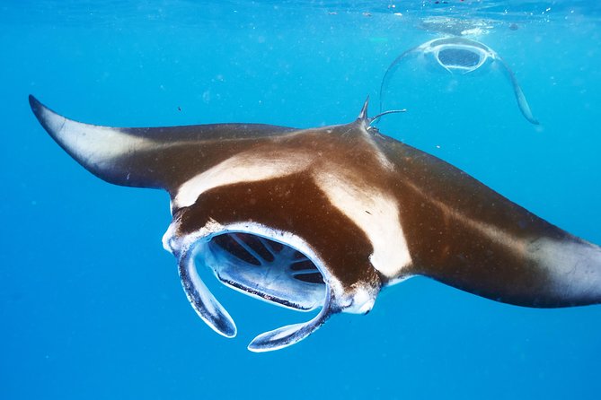 Manta Ray Night Snorkel from Kona — Small Group - Why Kona manta rays feel different at night