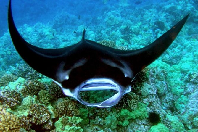 Manta Ray Night Snorkel from Kona — Small Group - Garden Eel Cove / Manta Heaven: more than one look