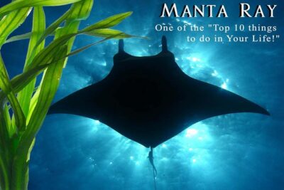 Manta Ray Night Snorkel from Kona — Small Group - Honokohau Harbor and the small-boat feel