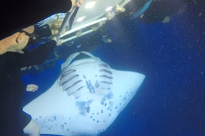Manta Ray Night Snorkel from Kona — Small Group - Small-group attention and real-world safety
