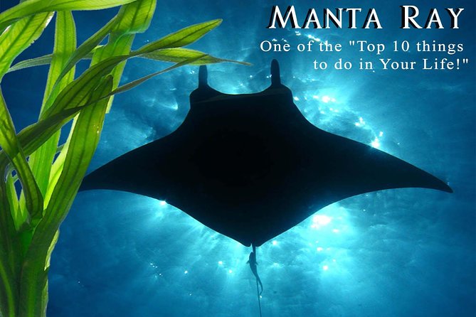 Manta Ray Night Snorkel from Kona — Small Group - Honokohau Harbor and the small-boat feel