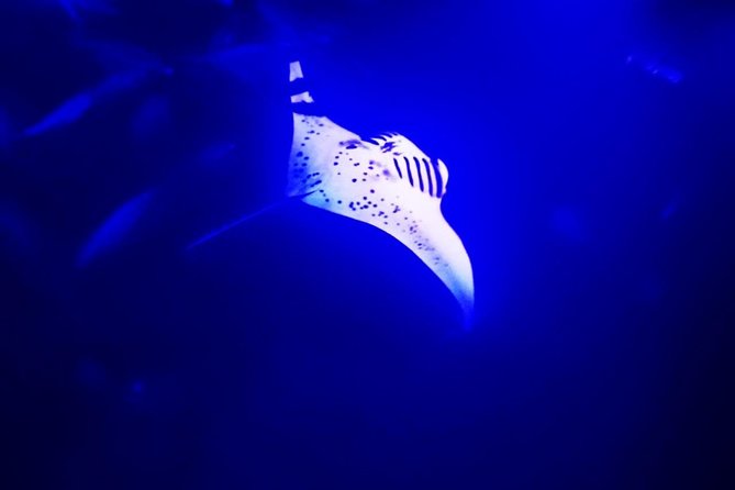 Manta Ray Night Snorkel in Kona - Kona Manta Ray Night Snorkel: why this 3.5-hour plan is special