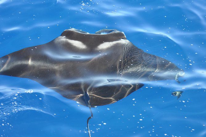 Manta Ray Night Snorkel Kona - Coral Reef Snorkel Adventures - Why Kona’s Night Lightboard Brings Manta Rays Close