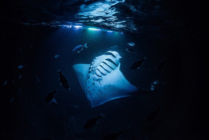 Manta Ray Night Snorkel Kona - Coral Reef Snorkel Adventures - Meet at Coral Reef Snorkel Adventures, Then Head Out From Honokohau