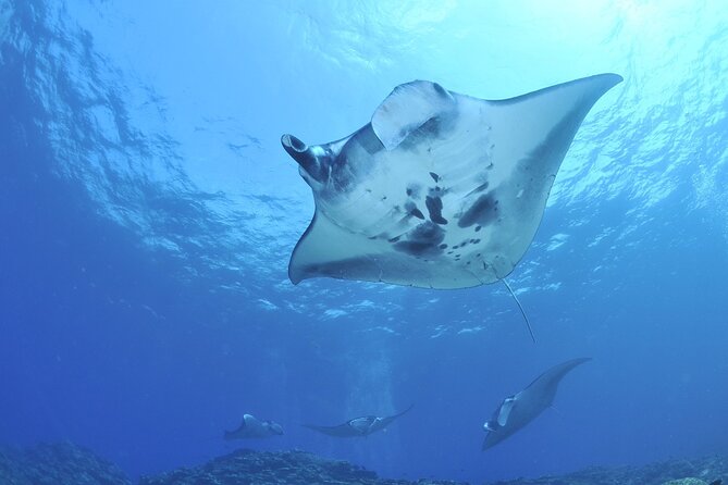 Manta Ray Night Snorkel Kona - Coral Reef Snorkel Adventures - The Small-Boat Factor: Great Access, Real Motion