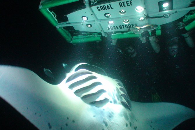 Manta Ray Night Snorkel Kona - Coral Reef Snorkel Adventures - The 1.5-Hour Flow: From Briefing to Lightboard Time