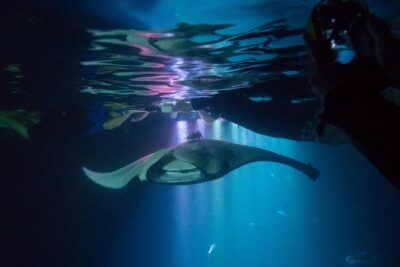 Manta Ray Night Snorkel Tour from Kona - The night snorkeling setup that brings manta rays close