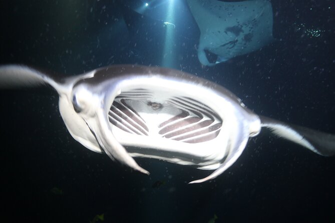 Manta Ray Night Snorkel Tour from Kona - Safety and comfort details that actually matter