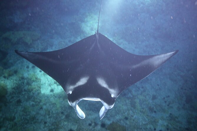 Manta Ray Night Snorkel Tour from Kona - Price and value: is $160.50 worth it?