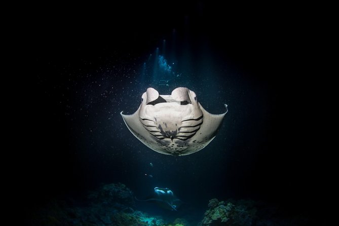 Manta Ray Night Snorkel Tour from Kona - Who should book this manta ray night snorkel