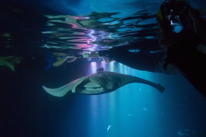 Manta Ray Night Snorkel Tour from Kona - The night snorkeling setup that brings manta rays close